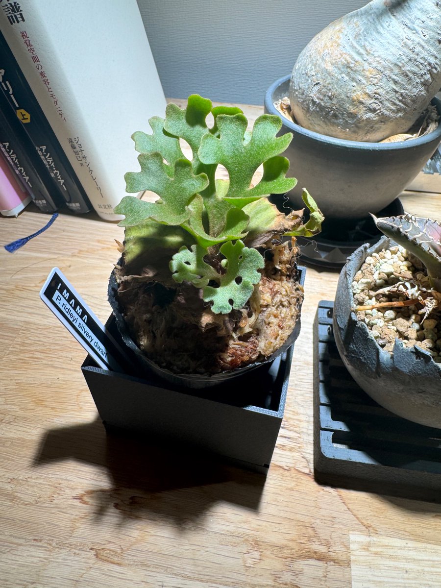 ビカクシダのリドレイ（ドワーフ） 鉢植えのほうが良いかもとスタッフ