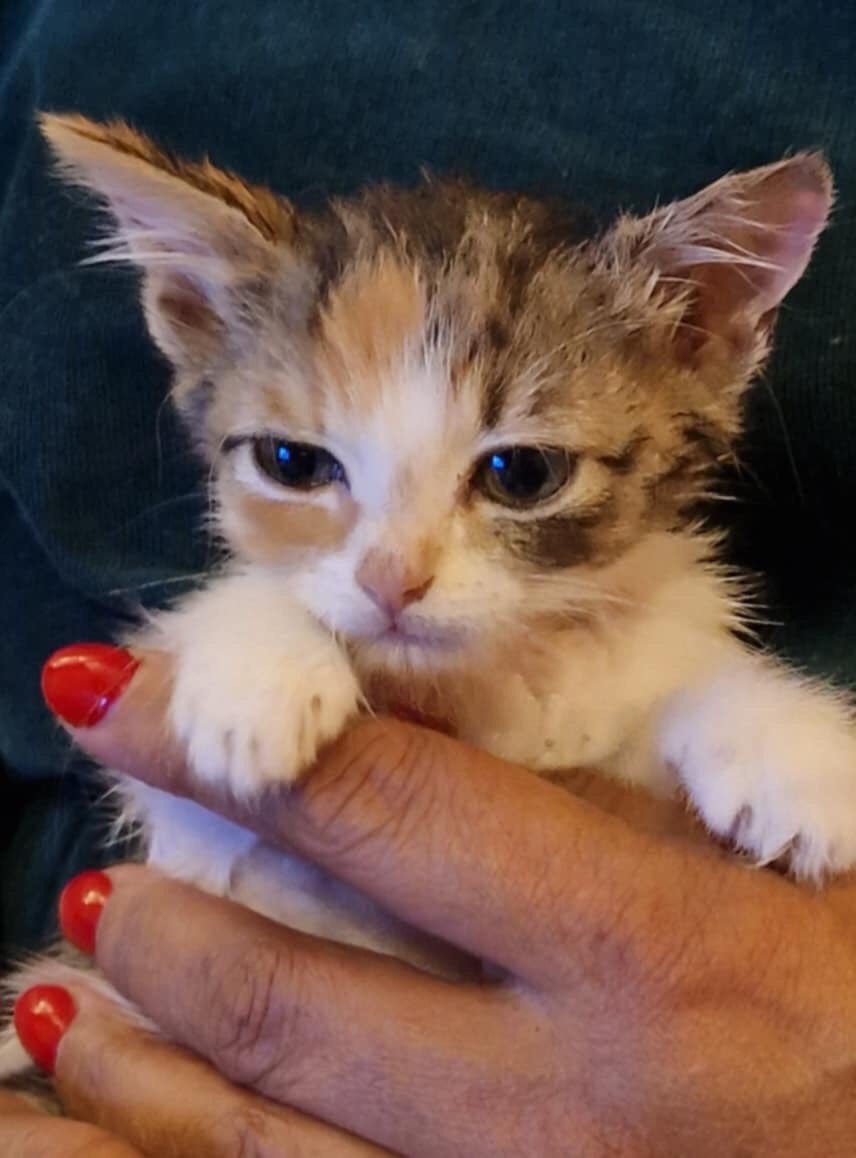 CAT1977_Leeds's tweet photo. Poorly kitten Percy 😿 has come
into our care 

She’s very small for her age. Vets have taken bloods. Sadly the vets are not very hopeful and said it could be a genetic issue, but we are giving her a chance, as we always do. 

Please keep this little girl in your thoughts 🙏 https://t.co/MjyTZLTnB6