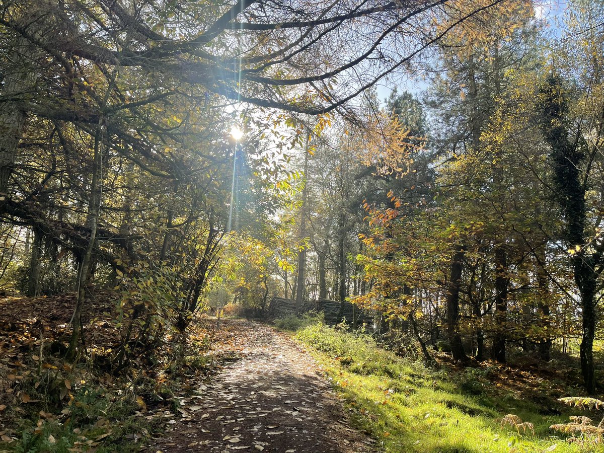 Lovely autumn runs this weekend <a href="/theforestofdean/">Forest of Dean</a>