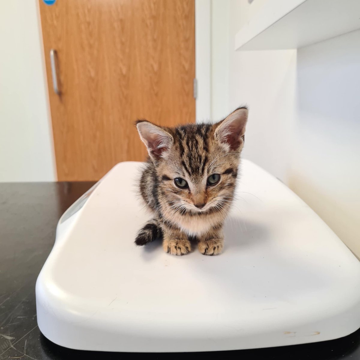CAT1977_Leeds's tweet photo. Another 3 young kittens rescued today. 

All starving and underweight 

One of the kittens is in a bad way -  his gums are completely white as he his severely anaemic

They are now with a very experienced fosterer, being rehydrated &amp; getting regular feeds 

🙏🙏 https://t.co/Z6cFMl8ofn