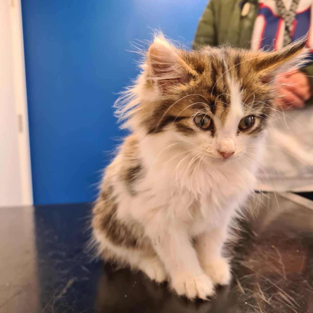 CAT1977_Leeds's tweet photo. Another 3 young kittens rescued today. 

All starving and underweight 

One of the kittens is in a bad way -  his gums are completely white as he his severely anaemic

They are now with a very experienced fosterer, being rehydrated &amp; getting regular feeds 

🙏🙏 https://t.co/Z6cFMl8ofn