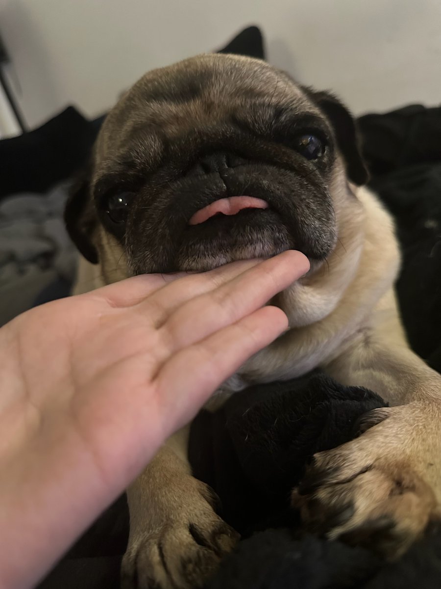 Mynthos's tweet image. Paris c’est bien mais rendez moi mon chien la.