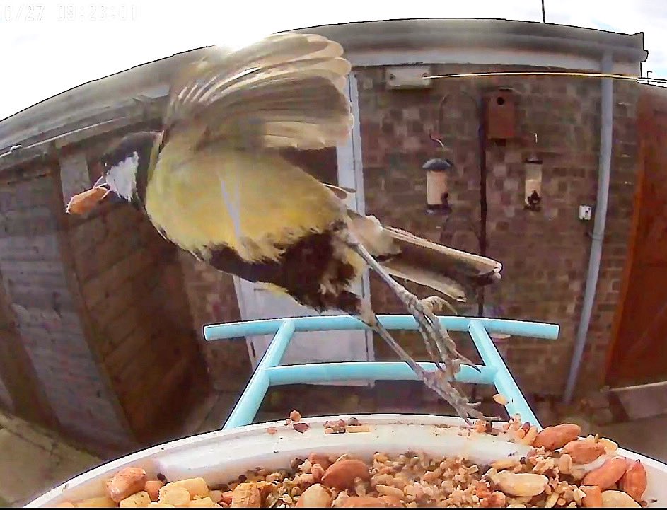 Suddenly the little birds have found our new #Netvue #Birdfy #smartbirdfeeder #camera #birdfybynetvue #birdfyuk #gifted #branddeal 
If you would like 15% off your purchase, feel free to use the link below 
birdfy.com/discount/HINEW…