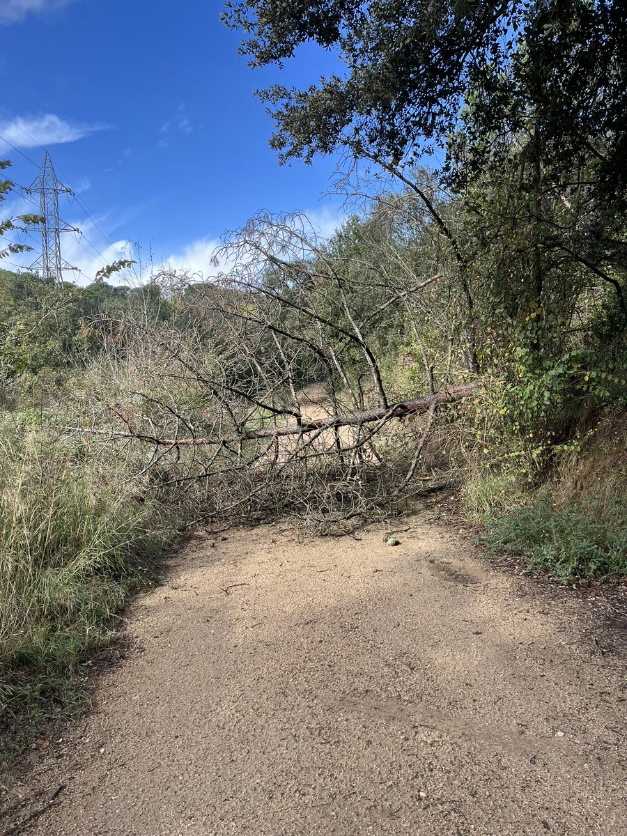 Bon dia <a href="/gualbainfo/">Ajuntament de Gualba</a> #Gualba no sé de qui és competència però les pluges d’ahir han fet caure aquest pi malalt travessant la pista que surt des de Can Clarens pel final del pich&amp;putt a uns 500mts…suposo q s’hauria d’enretirar FYI