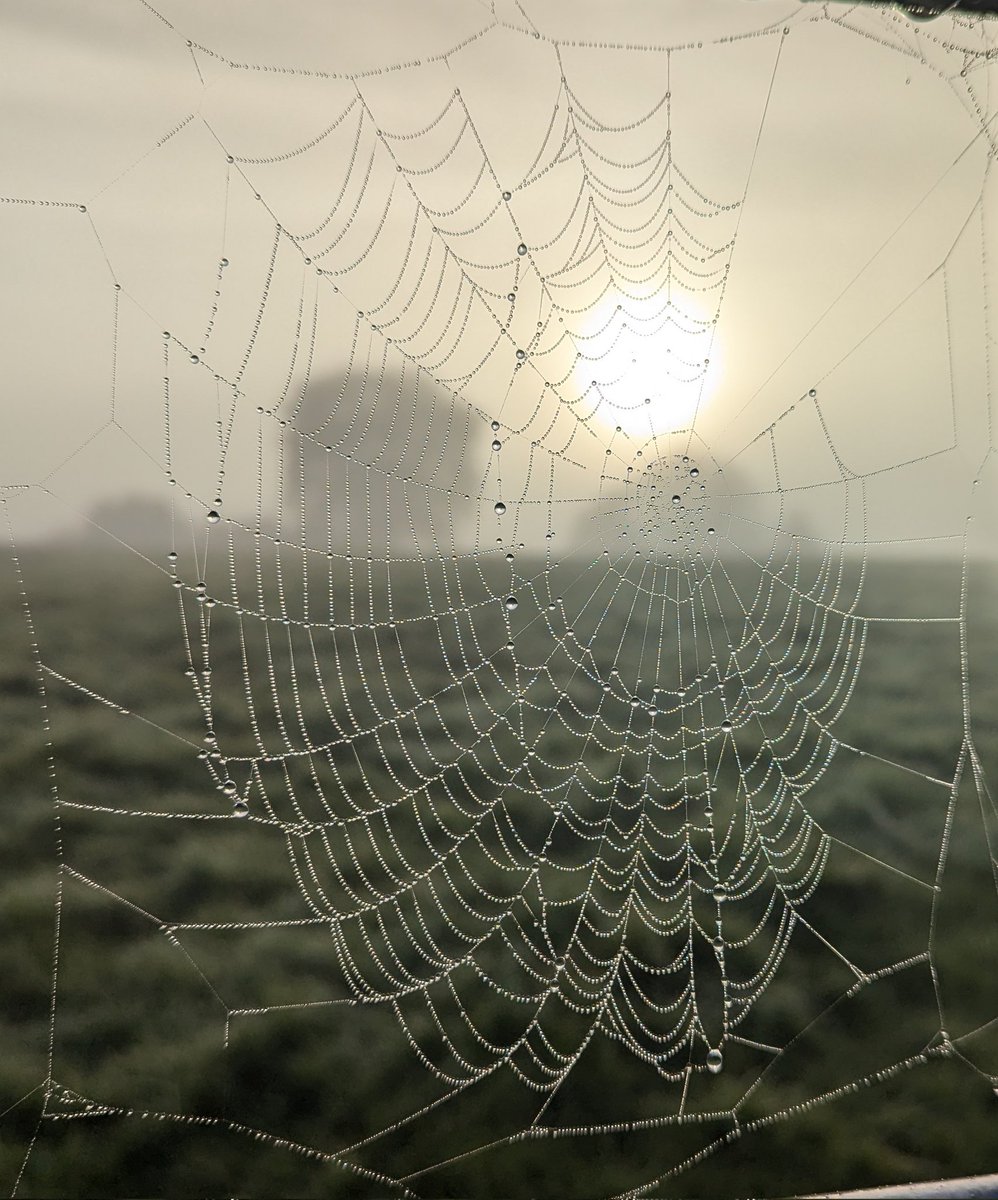 Woodywoodspirit tweet media