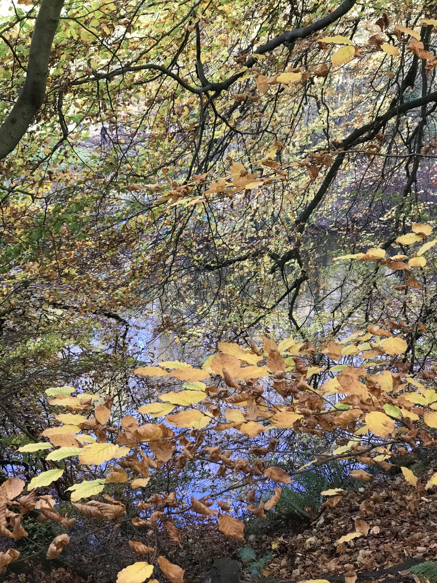 Autumn dialling it all the way up to eleven by the River Kelvin yesterday.