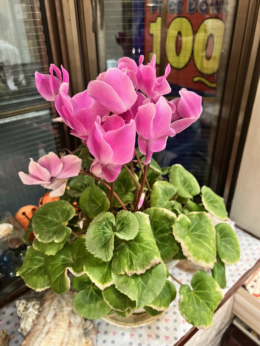 daini_kurinoyu's tweet image. #3年目 の #例のシクラメン 
今❣️
こんな感じ～です🤗✨
まだまだ～ #つぼみ ～順番待ち❣️してます(*^^*)
 #すごい ✨✨✨

 #大田区  #鵜の木  #銭湯  #第二栗の湯  #スタンプラリー  #にゃー  #シクラメン 

今日は～❣️
 #ラベンダー・カミツレ の湯
だよー😊♨️𓈒𓂂𓏸