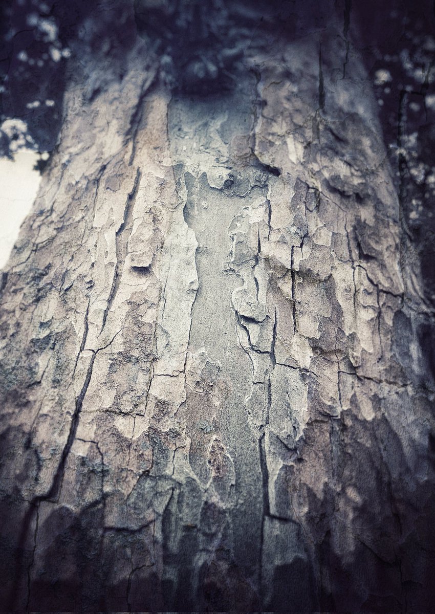 ClarkMail's tweet photo. ©️ Roy Clark 2024
#LondonPlaneTree #Planetree #tree #nature #NaturePhotography https://t.co/XRpQeq3vGB
