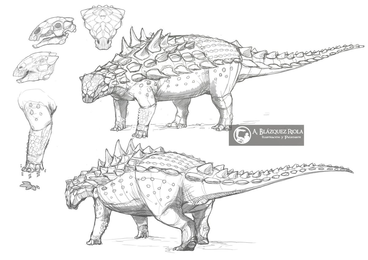 Sketches for #Polacanthus. I have to do something big with this little one 🤔 #ThyreophorosRules #PaleoArt