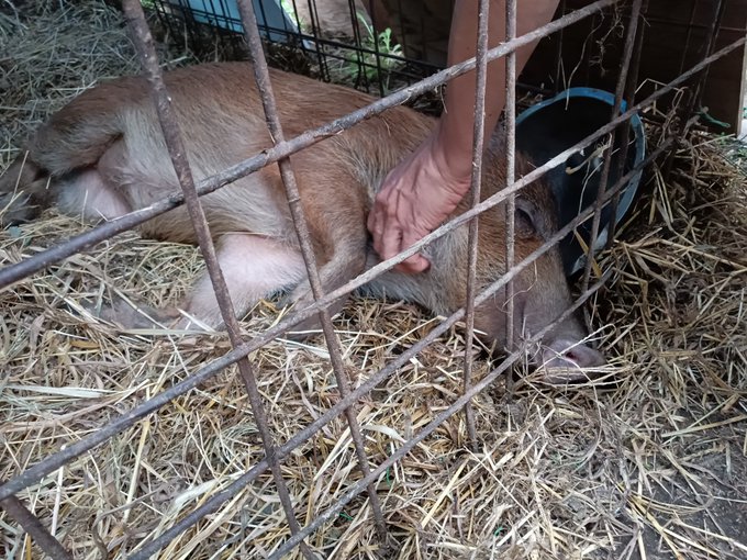 兵庫で猟師やりながらビッグコミックでサバイバル漫画描いてる あきやまひでき センセのとこに遊びに行ってペットと戯れてきますた。
殺した雌猪が産んじゃって、子供は殺すの忍びないからと保護して育ててるんだって

……で、土産に猪肉もらって、今複雑な気持ちで美味しく猪鍋頂いてる( ;∀;) 