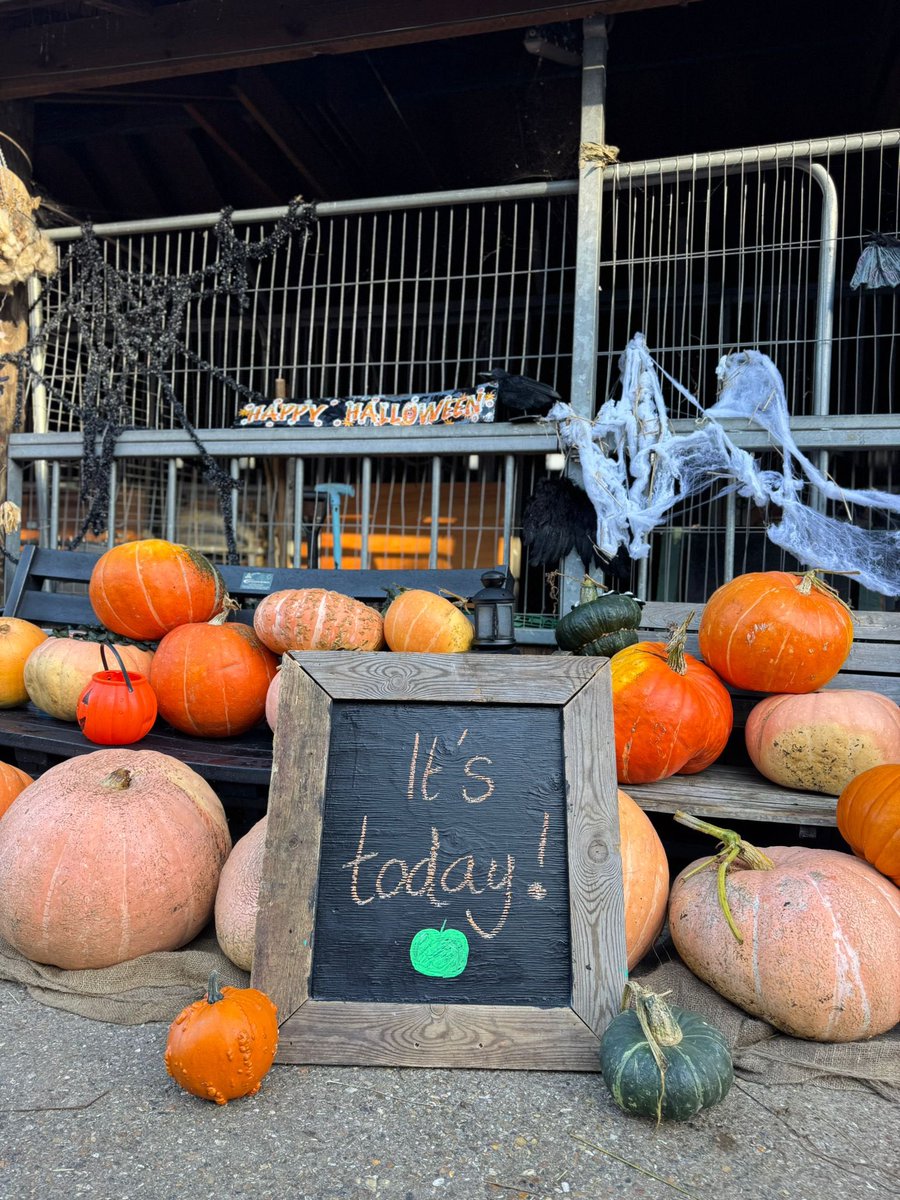 Kentish Town City Farm (@ktcityfarm) on Twitter photo Sun’s out, hot dog buns out!🌞🌭🍎Don’t sit indoors…it’s GOURDGEOUS outside! #AppleDay fun starts at 12-4pm. We are closed this morning preparing all the good stuff! 🍏🍷🌭🐐🐑then it’s party time! PLS RT #FestiveFun #HalfTerm #WhatsOn #WeekendFeels #sundayvibes <a href="/TimeOutLondon/">Time Out London</a> Sun’s out, hot dog buns out!🌞🌭🍎Don’t sit indoors…it’s GOURDGEOUS outside! #AppleDay fun starts at 12-4pm. We are closed this morning preparing all the good stuff! 🍏🍷🌭🐐🐑then it’s party time! PLS RT #FestiveFun #HalfTerm #WhatsOn #WeekendFeels #sundayvibes <a href="/TimeOutLondon/">Time Out London</a>