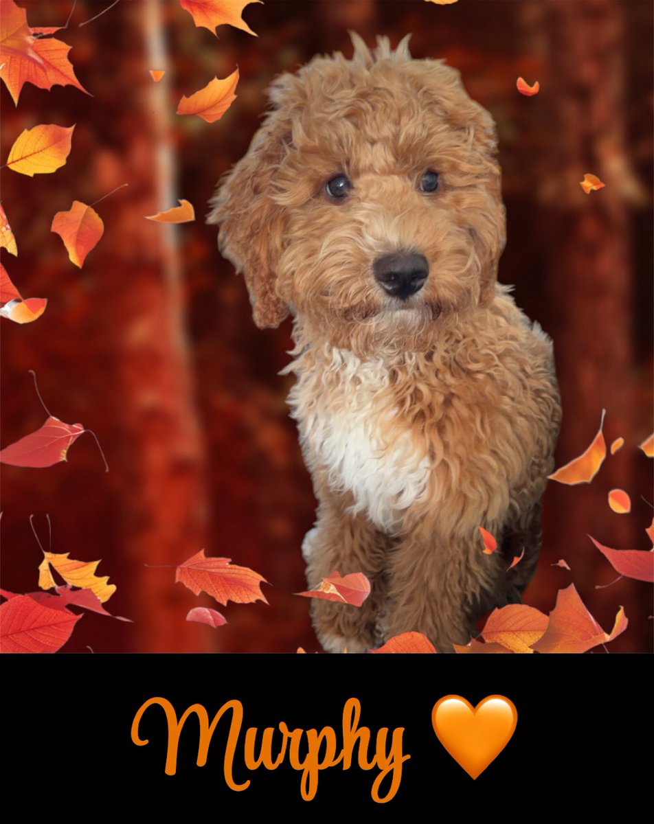 Charlene0189's tweet photo. 🐶🧡 https://t.co/xX1JkdhqMs