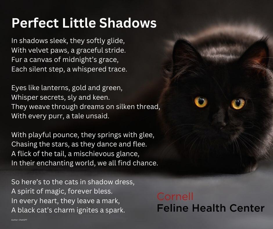 cornellcats's tweet photo. Today is National Black Cat Day! This day was created to celebrate the black cats, raise awareness about their low adoption rates, and dispel negative notions about bad luck. Share below how these perfect little shadows actually brighten your days. #blackcatday https://t.co/UOwxjo2aUt