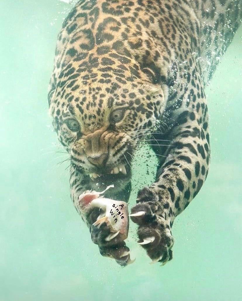 bcb_atl's tweet photo. Join us today at @AtlRepublic at 1pm as the Jaguars take on the Wisconsin Cheese People! #DUUUVAL https://t.co/pvORcJ4ND3