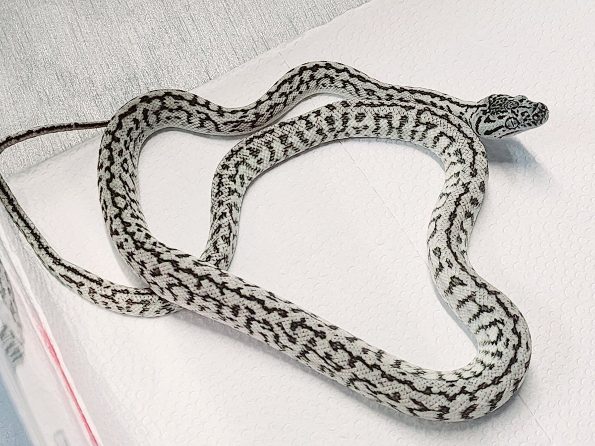 CarpetSP777's tweet image. フルメンテ完了🥰
11月10日はぶりくら市です❣️
よろしくお願いします🙇‍♀️
#burikura 
#carpetpython