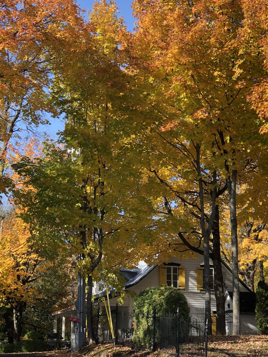 MicRic290's tweet photo. 🇨🇦 Île d’Orléans, Québec: “The leaves are changing; I feel poetry in the air.” -Laura Jaworski 🍂 L'automne, saison qui se donne en spectacle.

#SundayYellow #fall2024 #autumn2024 #Québec #Canada #automne2024 https://t.co/WMH3Qek1fy