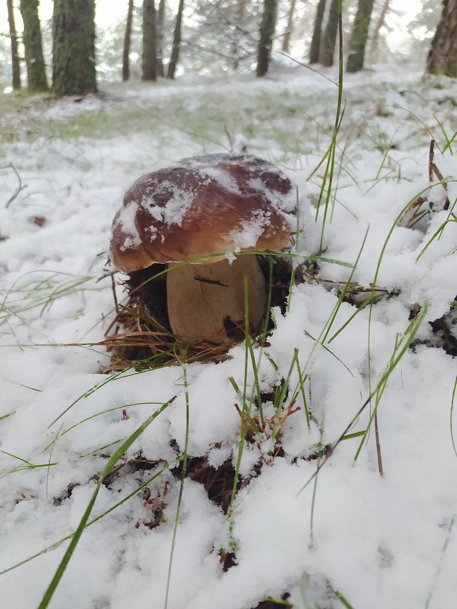 gatomontesAM's tweet photo. #SierradelaDemanda 
🍄❄️🍂 https://t.co/H4ECRNLwur