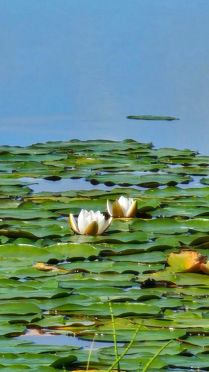 #бүтэнсайн байна, #гоё юм харуулъя. Уран зураг биш утсаар татаж авсан зураг. Энэ болбоос энэ зун Дархадын хотгорт шинээр үүссэн нуурын мандал. Энэ зуны шигтгээ юм даа. Эрт урдын цагт тэнгис далай мэлтэлзүүлж асан Дархадын цэнхэр хотгорын дагшин хөрс далайн ёроолоос үлдсэн шим