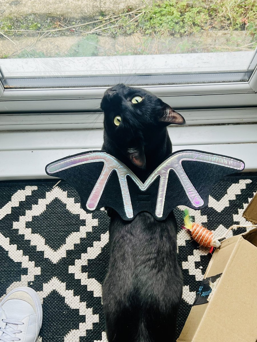 Becca_Alice's tweet photo. Happy International black cat day 🐈‍⬛ 🐈‍⬛🖤🖤 Arlo &amp; Ali 🦇 🦇 https://t.co/VWNtoTLtOa