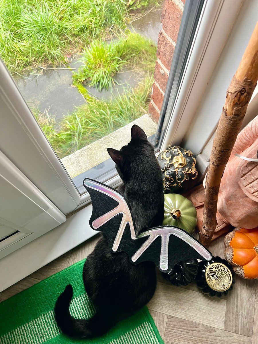 Becca_Alice's tweet photo. Happy International black cat day 🐈‍⬛ 🐈‍⬛🖤🖤 Arlo &amp; Ali 🦇 🦇 https://t.co/VWNtoTLtOa