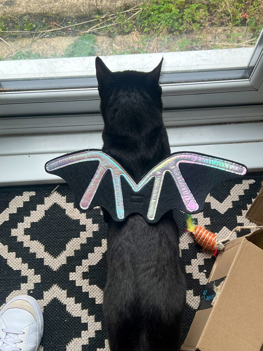 Becca_Alice's tweet photo. Happy International black cat day 🐈‍⬛ 🐈‍⬛🖤🖤 Arlo &amp; Ali 🦇 🦇 https://t.co/VWNtoTLtOa