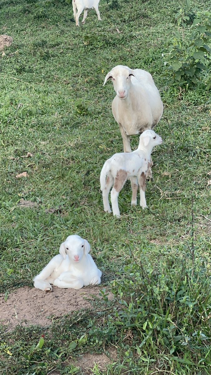 Are your lambs this cute 🥰 😍🥰?