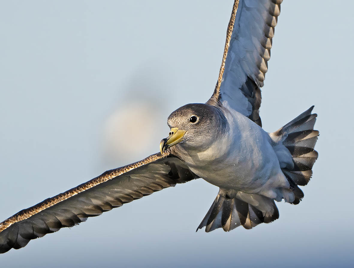 Clive Finlayson (@clivefinlayson) on Twitter photo Here's my latest article, topical in relation to the Strait of Gibraltar at the moment
10000birds.com/time-to-go.htm
<a href="/FinlaysonGib/">Dr. Stewart Finlayson</a> <a href="/GibGerry/">G Finlayson</a> <a href="/GibMarine/">Gib Marine Reserve</a> <a href="/TheSeabirdGroup/">The Seabird Group</a> <a href="/gonhsgib/">GONHS Gibraltar</a> <a href="/parsons_lodge/">The Gibraltar Natural History Museum</a> <a href="/britishbirds/">British Birds</a> Here's my latest article, topical in relation to the Strait of Gibraltar at the moment
10000birds.com/time-to-go.htm
<a href="/FinlaysonGib/">Dr. Stewart Finlayson</a> <a href="/GibGerry/">G Finlayson</a> <a href="/GibMarine/">Gib Marine Reserve</a> <a href="/TheSeabirdGroup/">The Seabird Group</a> <a href="/gonhsgib/">GONHS Gibraltar</a> <a href="/parsons_lodge/">The Gibraltar Natural History Museum</a> <a href="/britishbirds/">British Birds</a>