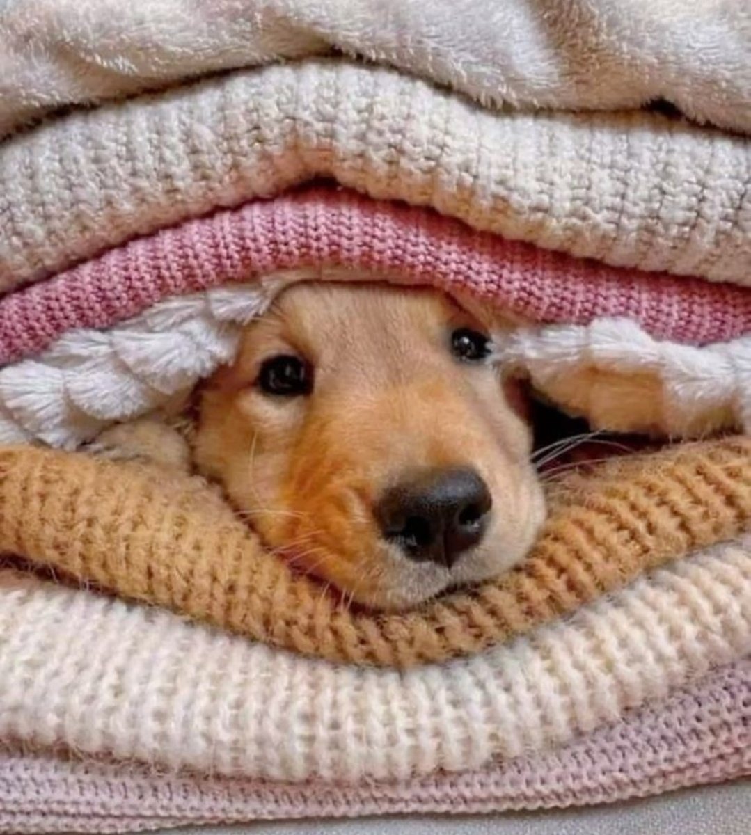 Lindy112233's tweet image. 🤎 COZY SUNDAY SANCTUARY 🤎
#sundayfeeling 
#snuggles #cuddles 
#warmth #contentment
