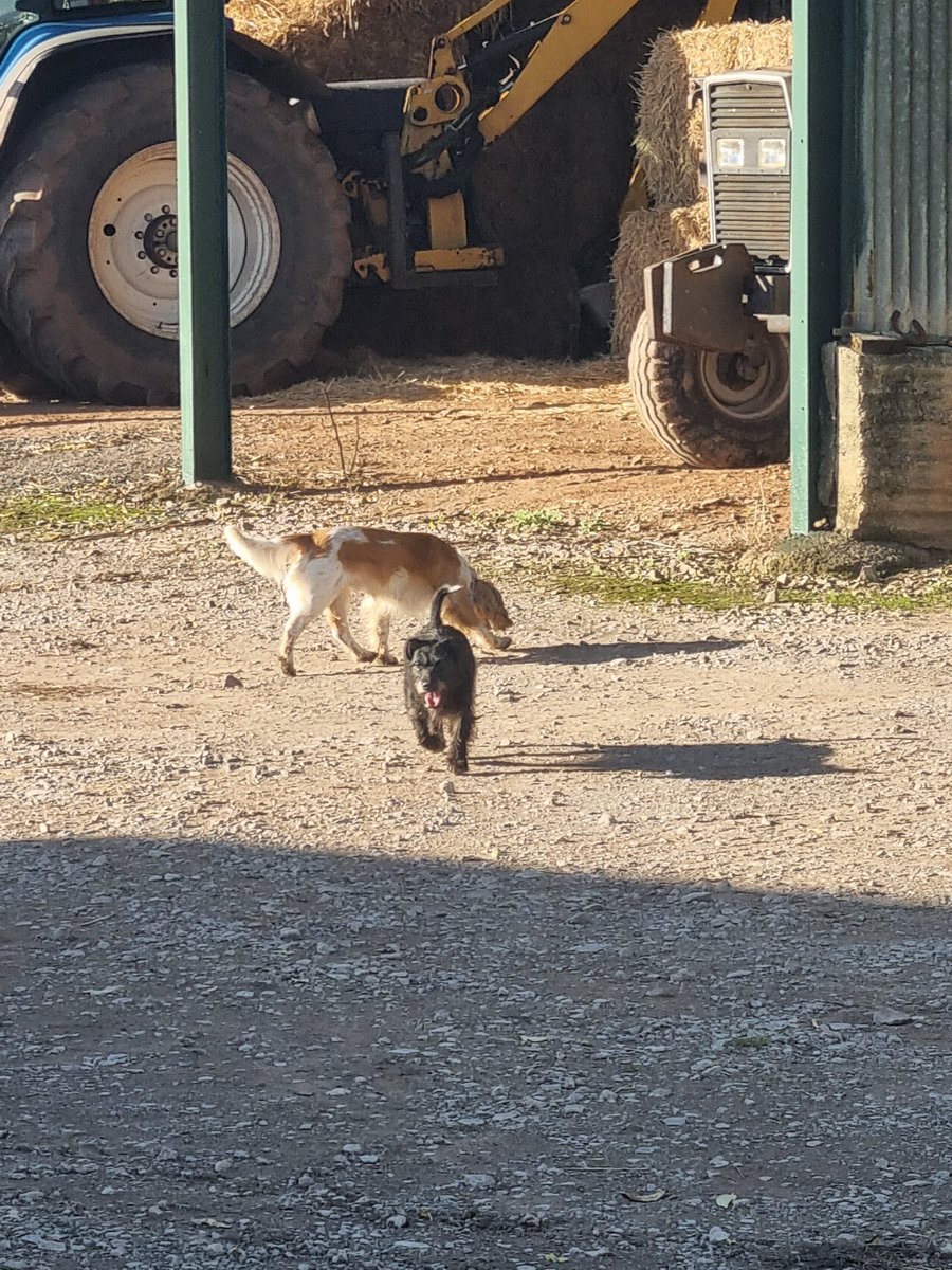ecigjuiced's tweet photo. The sun is shining 🌞 &amp; it reminds me just how fortunate I am just having to step outside my door to enjoy all of this &amp; Lola found a new friend 😁

All that I need to make it a perfect day is for Arsenal to stuff Liverpool later this afternoon 
#InTheShire #ComeOnYouGunners https://t.co/VwVC0PBrr1