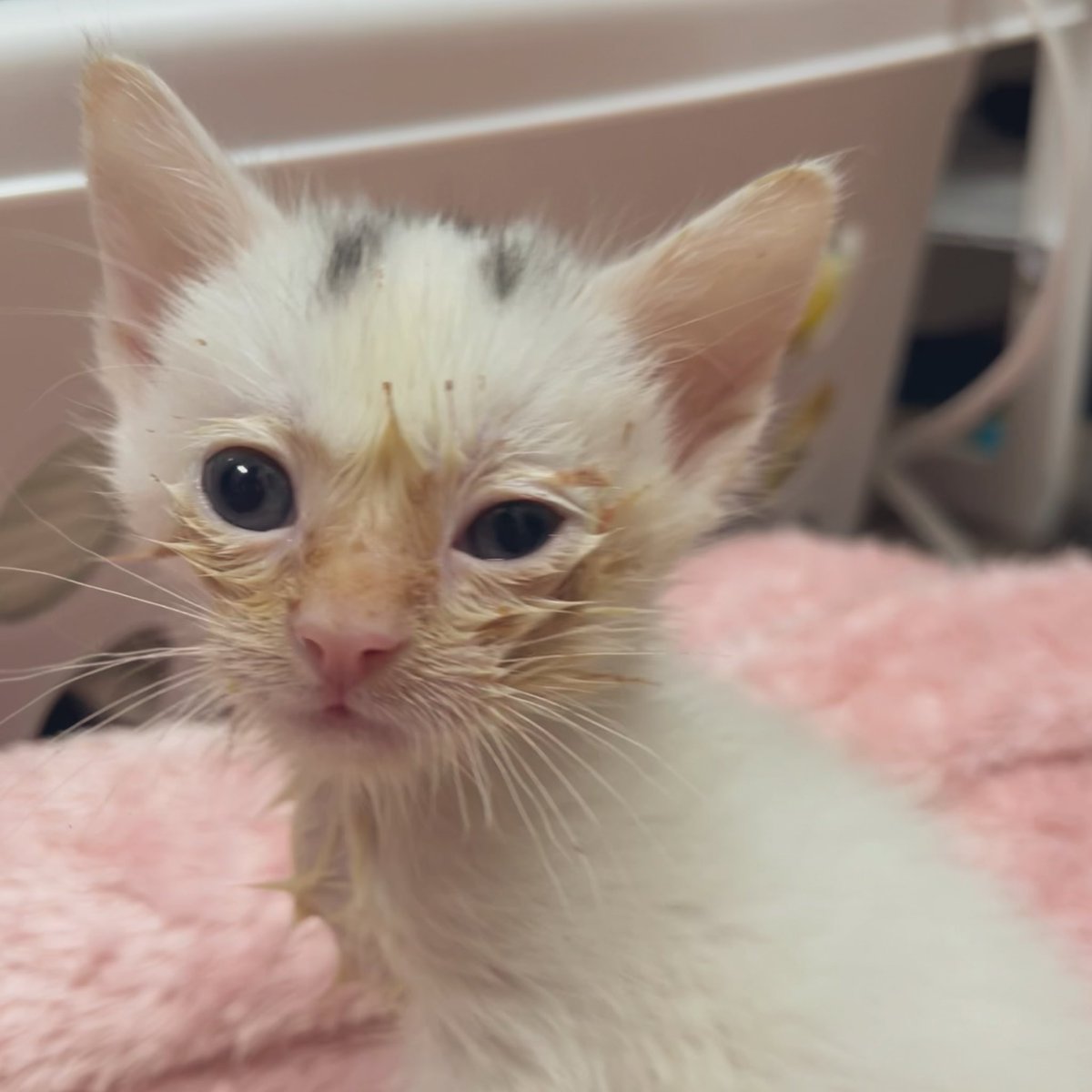 Foster_Fluff's tweet image. Breakfast was good. 😋#HeEvenGotItInHisEye #Spud #kittens #CatsOfTwitter