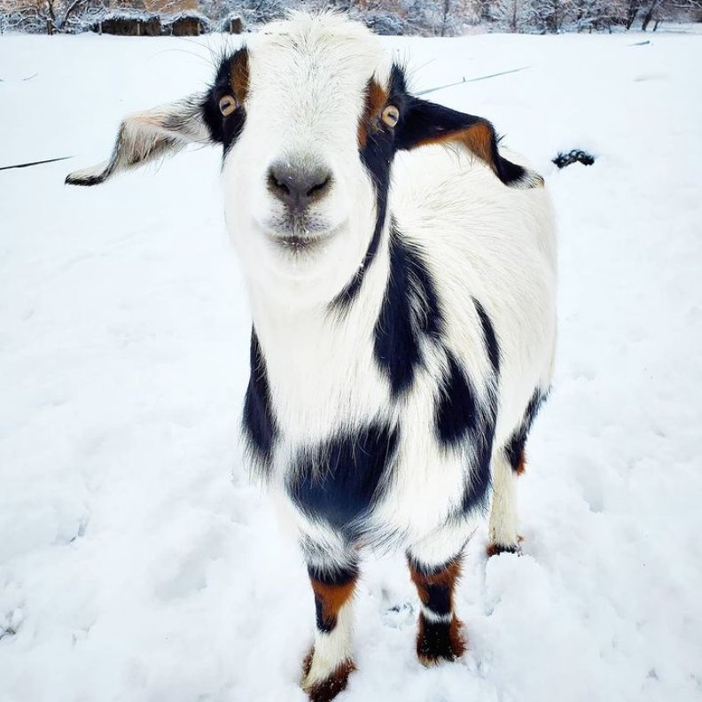 goatofthe's tweet photo. 📅 7th November 2024
🏷️ Instagram/galloping_gertie
💕 #animaloftheday https://t.co/BJlIKktKQ0