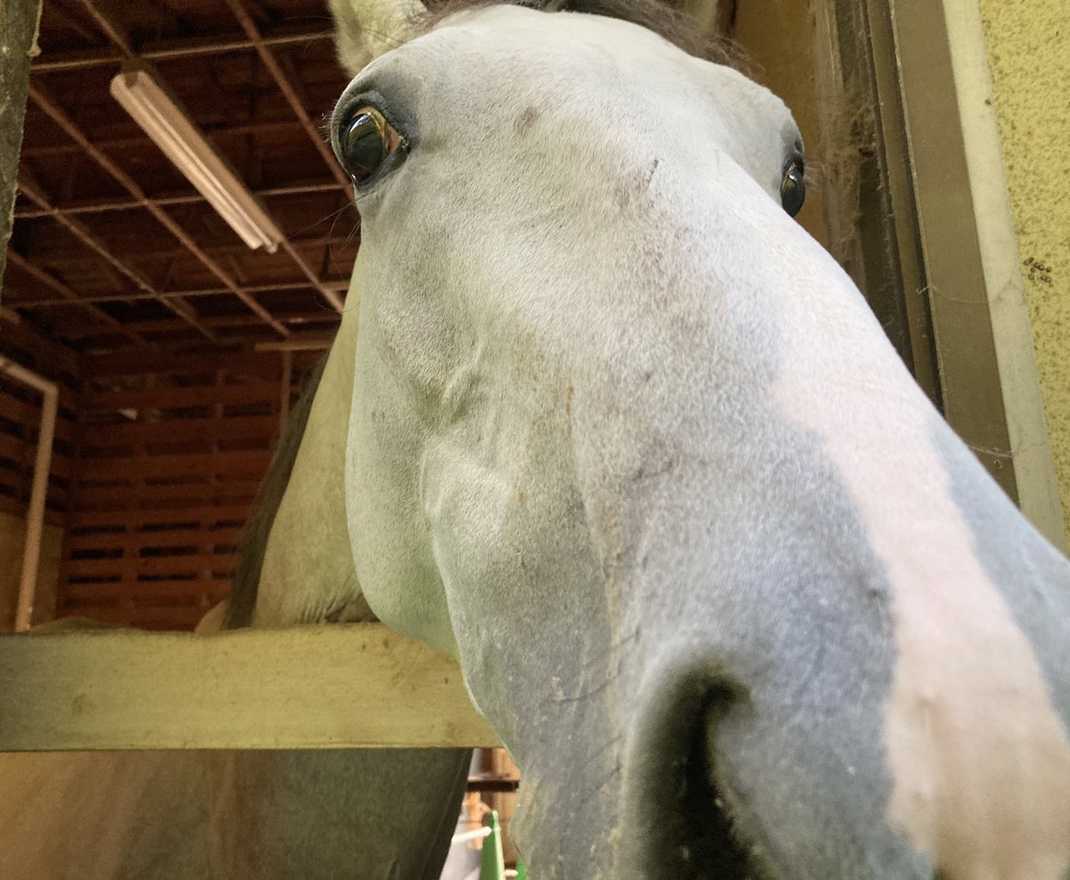 izumo_uma's tweet photo. 思い思いの名前で呼ばれるカウピリ🐴

カウピリ、ピーちゃん、ピリ子〜

ちなみに「カウピリ」はハワイ語で「愛情」の意味だそう🫶 https://t.co/nyWdIbEqAy