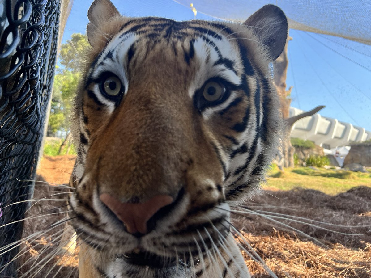 Look at me, Tigers. Everything is going to be okay. Believe.