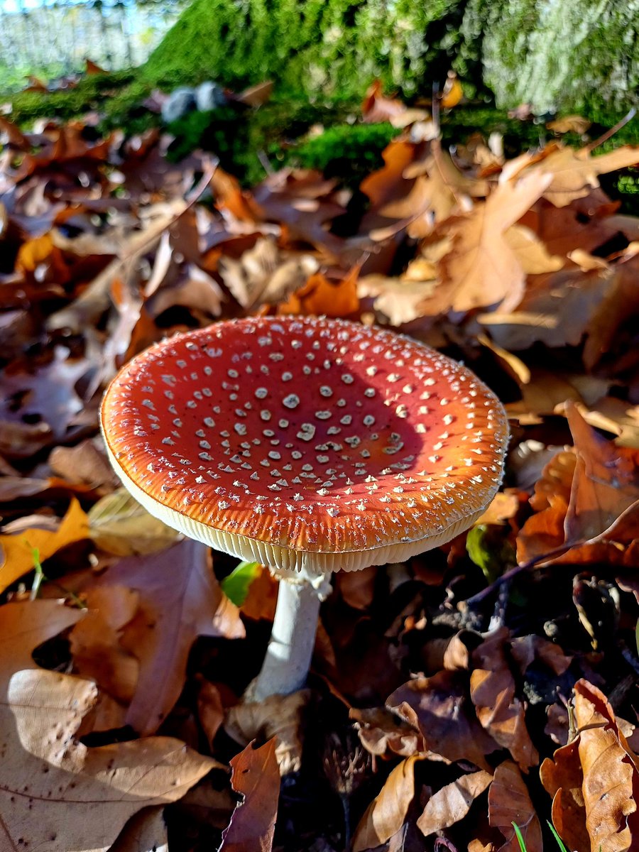 Wel heel doorzichtig om met dit kabinet snel het bos te verEftelingseren
