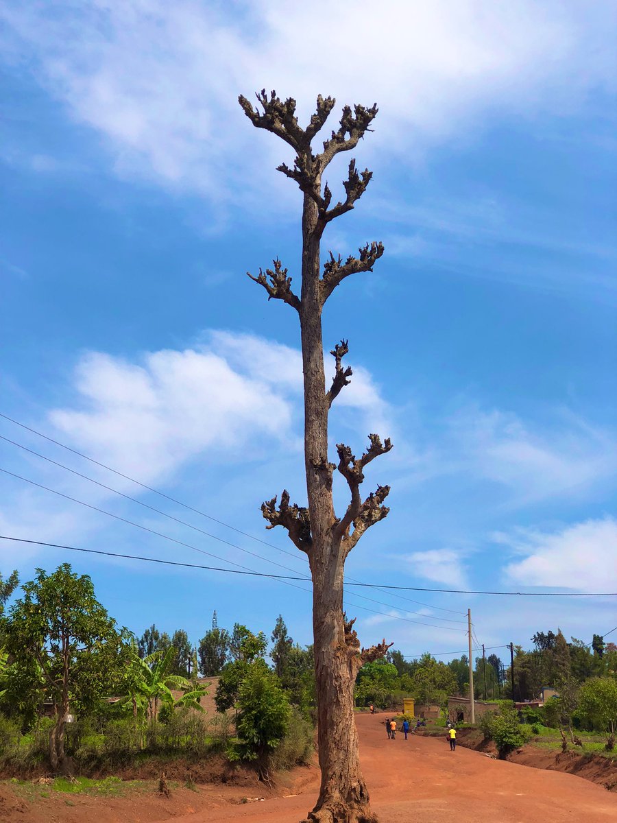 KagameKyle's tweet photo. HIKING CONNECTS YOU TO NATURE
#SundayHolyHike
#DecemberEscape book your ticket now
Hiking 🥾 Mt_Sabyinyo https://t.co/YZOUIrFZ3u