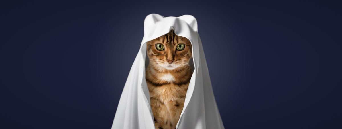 Cozy Cat Press tweet media