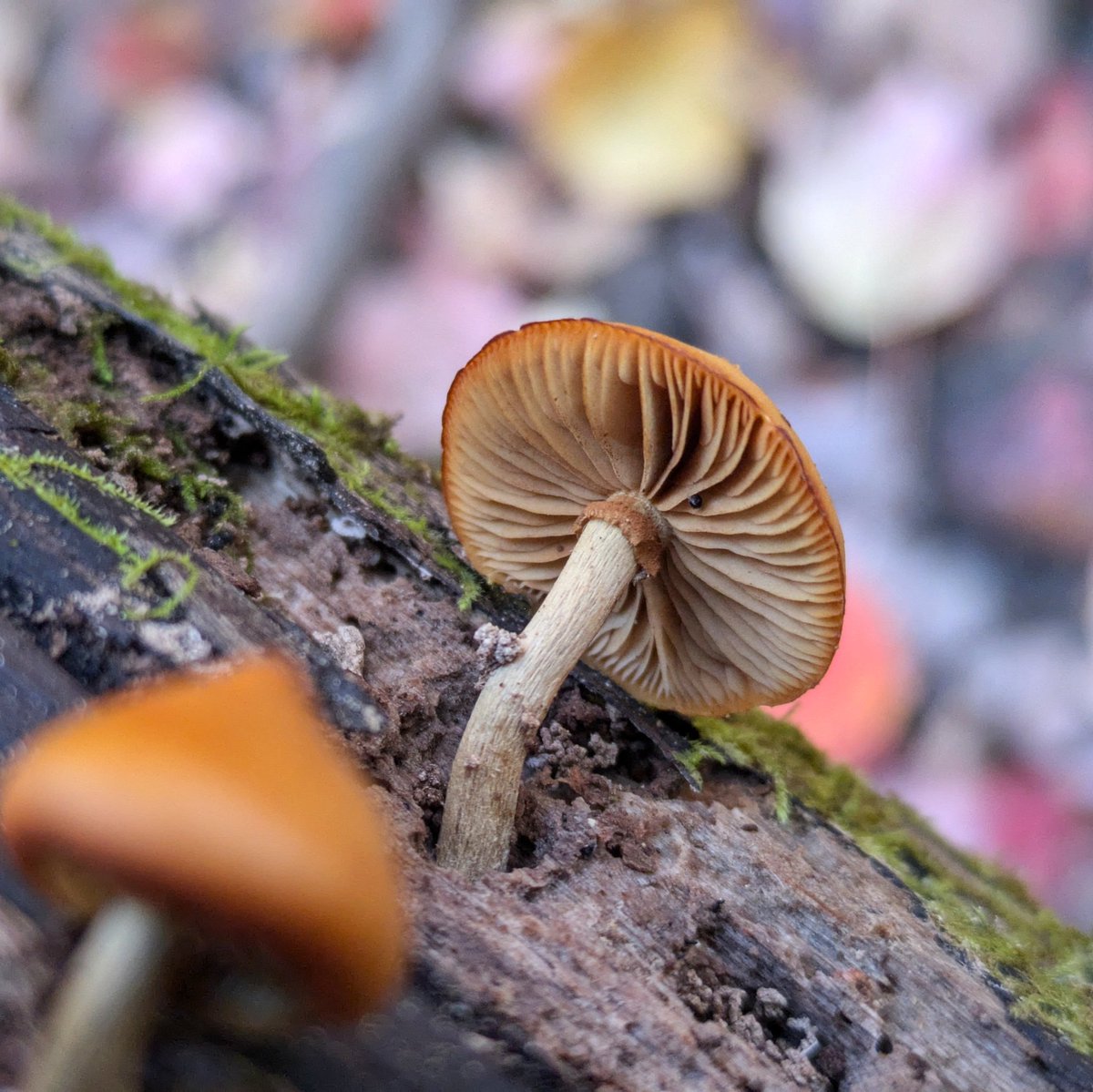 Often the beauty is in the gills...