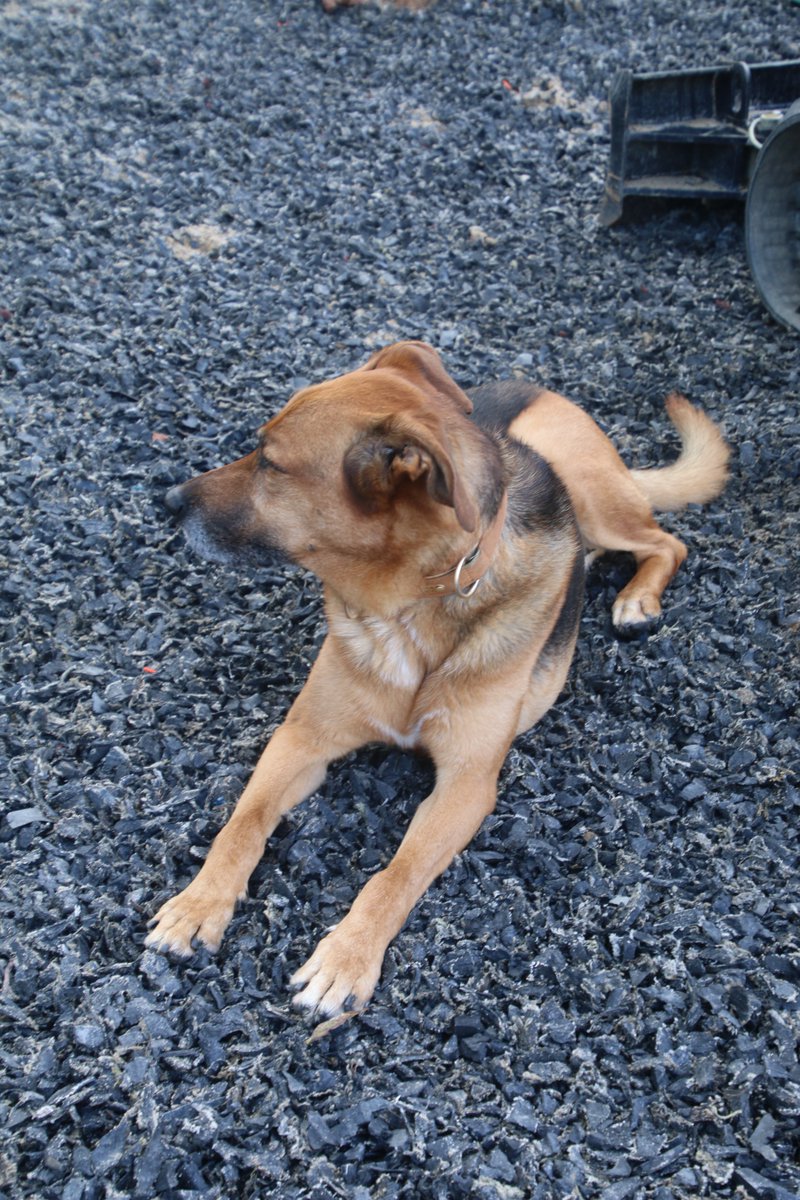 PoplarsPenny's tweet photo. It's #SeniorSunday could/would you give a #GoldenOldie a 2nd chance at a #foreverhome This is Troy 10 yrs young looking for a #Forever\Home @gsrescueelite's Cornish |Kennels
#DoResearch & #AdoptdontShop https://t.co/lHvejC2ZOa