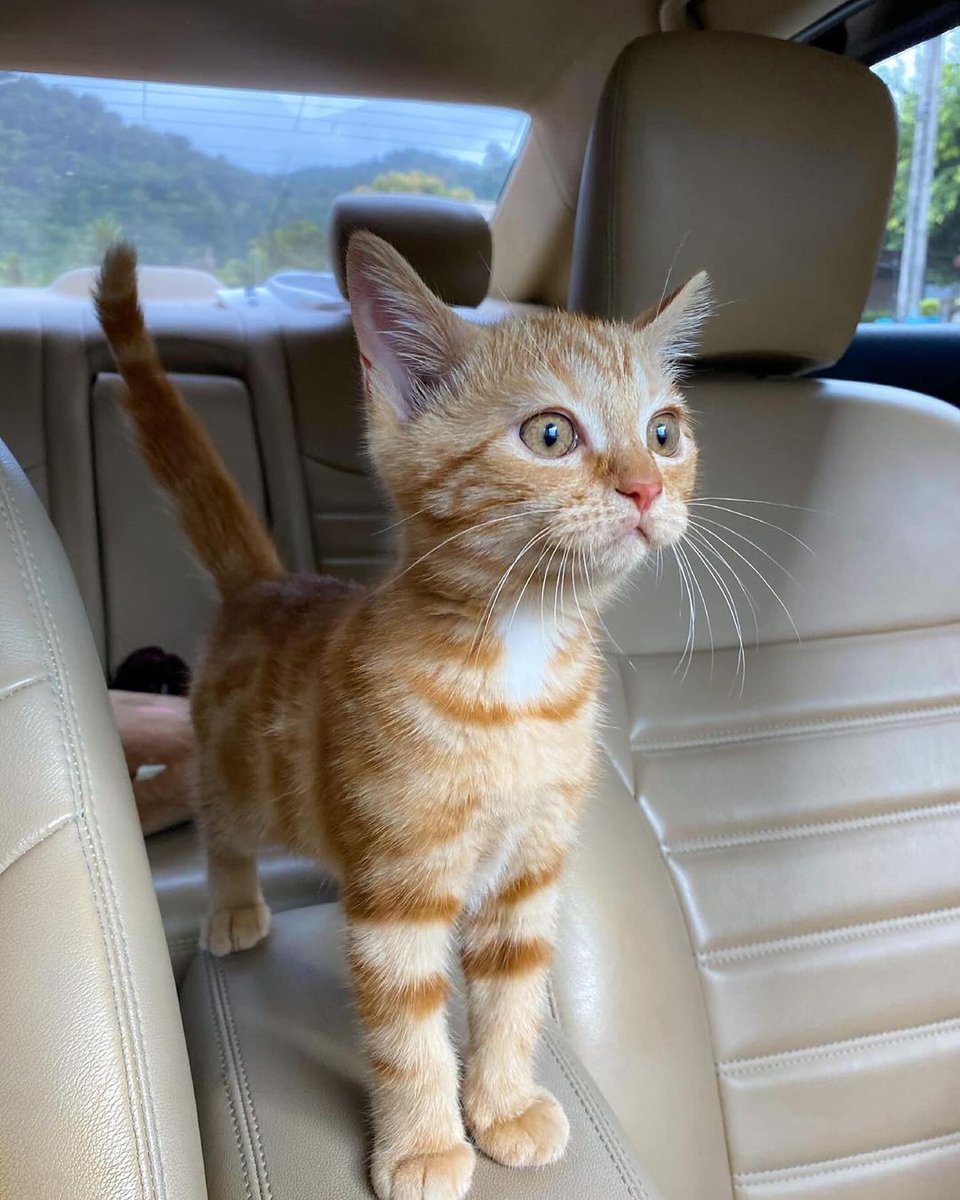 Catsillyness's tweet image. First car ride