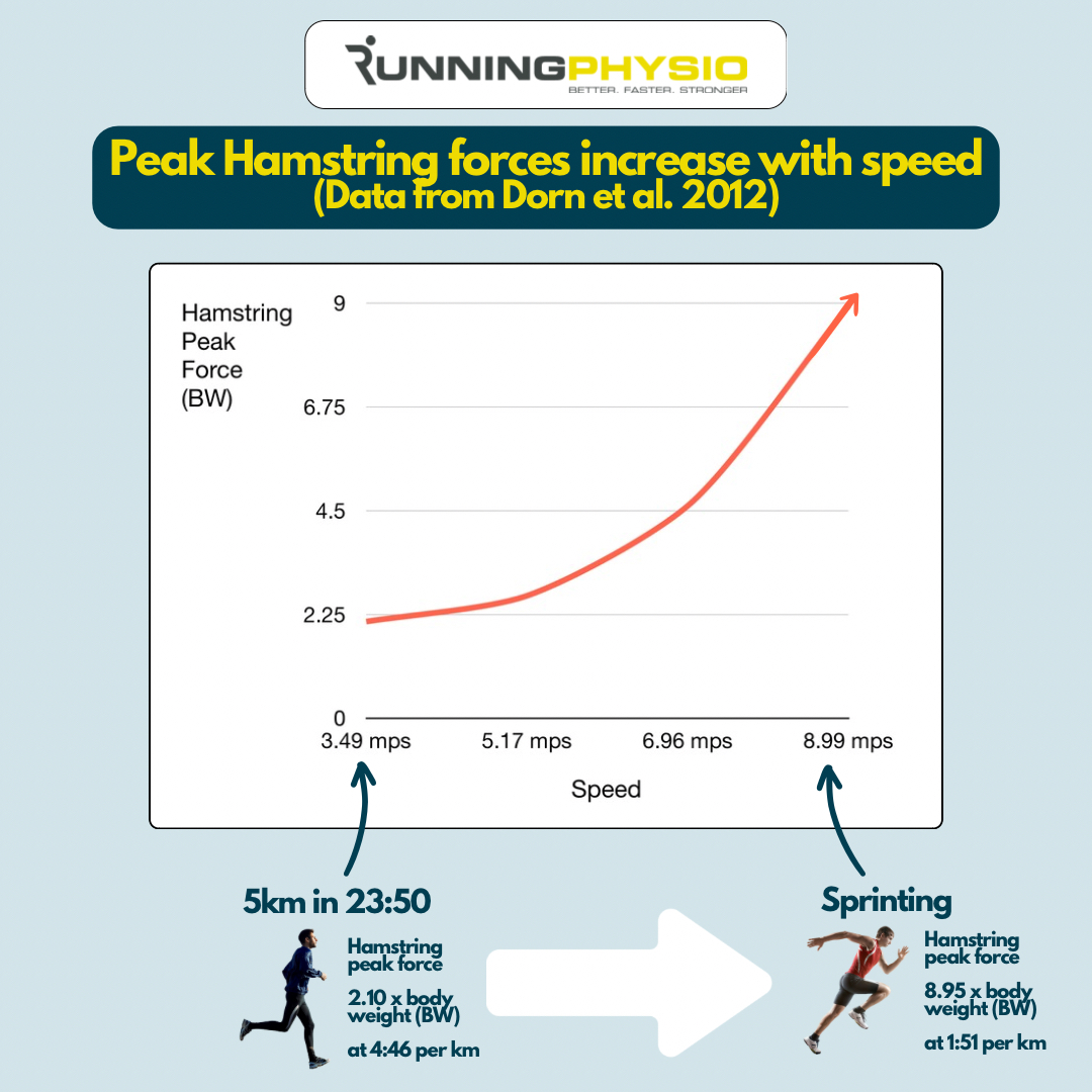 Hamstring peak force increases with speed from approximately 2 times body weight at endurance speeds (4:46 per km) to 9 times body weight when sprinting (1:51 per km)! 🏃🏻‍♀️

Ref: Dorn et al. (2012) Journal of Experimental Biology