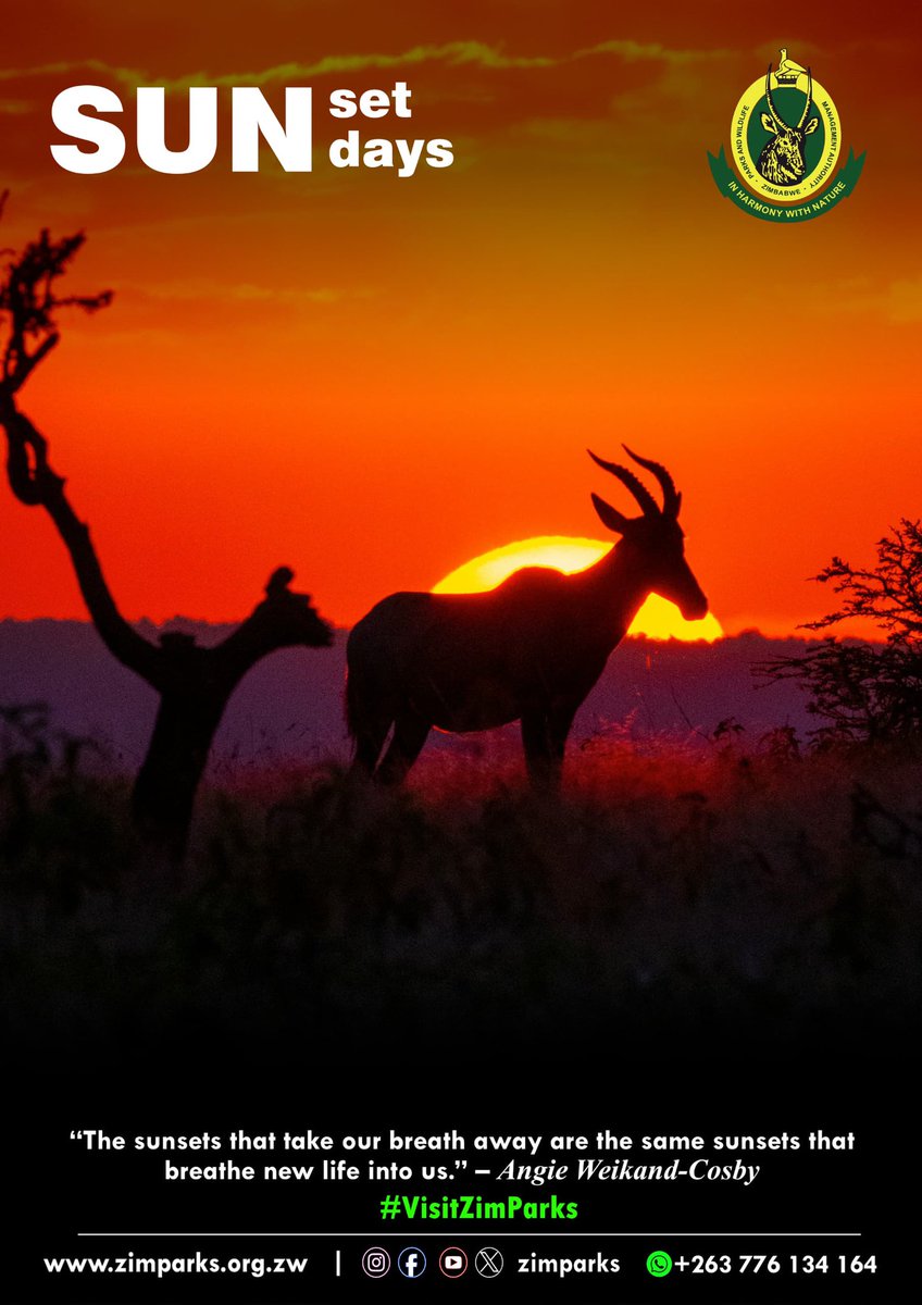 Zimparks tweet media