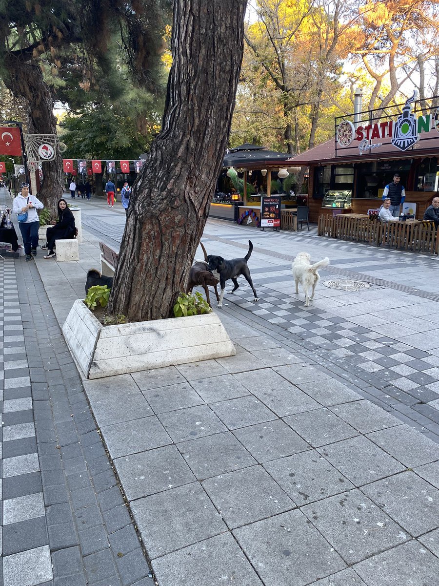 keyfialem's tweet photo. @Kirkbelbasin @KirklareliPosta @valikirklareli bu köpekler bugün benim 8 yaşındaki oğluma saldırdı. Durup dururken nedensiz. Ben olmasam yanında parçalayacaklardı. İLKOKUL var o yolda ve yüzlerce küçücük savunmasız çocuk. Bir çocuk parçalanıncamı harekete geçeceksiniz. https://t.co/ZXYkVh3dTM