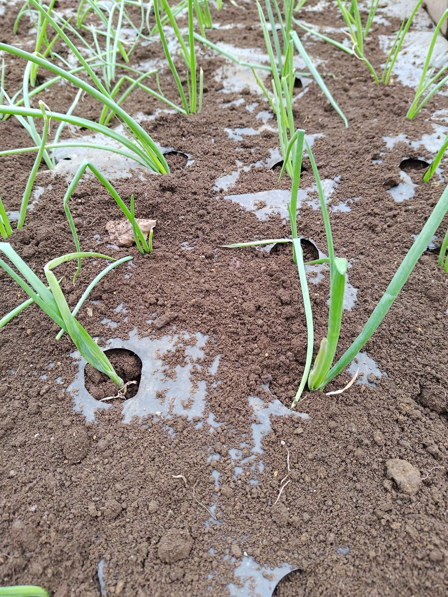 endspacer_ime's tweet photo. ミニ菜園に極早生 玉ねぎ 貴錦 を植付けました✨️
ちょっと早いような気もしますが、購入した苗が届いたので、、、4月下旬頃に収穫予定ですね。
シッカリとした苗が届きましたが、来年は種から苗を栽培してみようと思います。
#菜園 #玉ねぎ #玉葱 #極早生 #貴錦 #無肥料 https://t.co/ntB35Bwgf9