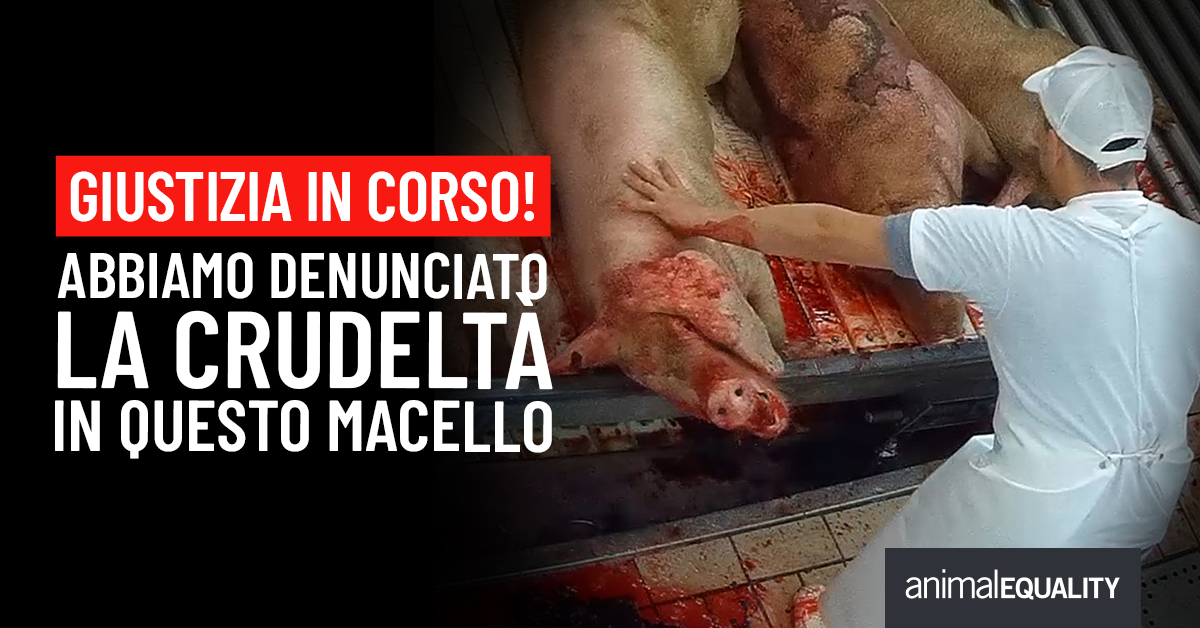 🚨 GIUSTIZIA IN CORSO!
⠀
Abbiamo depositato una denuncia per le atrocità documentate nella nostra ultima inchiesta in un macello in Lombardia. Qui, gli animali erano costretti a sofferenze inaccettabili, in chiara violazione della legge.
⠀
📢 Agisci con noi, aiutaci a far luce