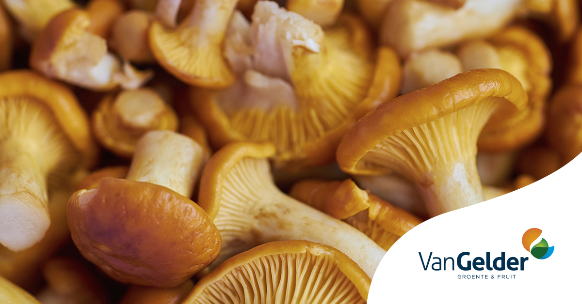 Het wildseizoen is heerlijk aan de gang. En heerlijk bij wildgerechten zijn natuurlijk de wilde paddenstoelen. Je kunt er geweldige gerechten mee maken én paddenstoelen zijn echt supergezond. Ontdek ons assortiment op de webshop!
👉 vangeldernederland.nl/nl_NL/wilde-pa…