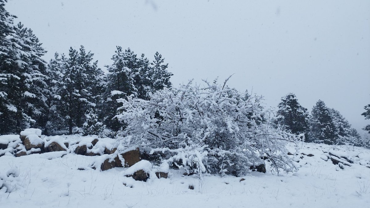 PJ2V's tweet photo. Primeras nieves en #Mosqueruela 
#eltiempo #nieve #snow #gudarjavalambre #aragon #dana #frio #montaña #vidarural #teruel https://t.co/nifVtqZhq2