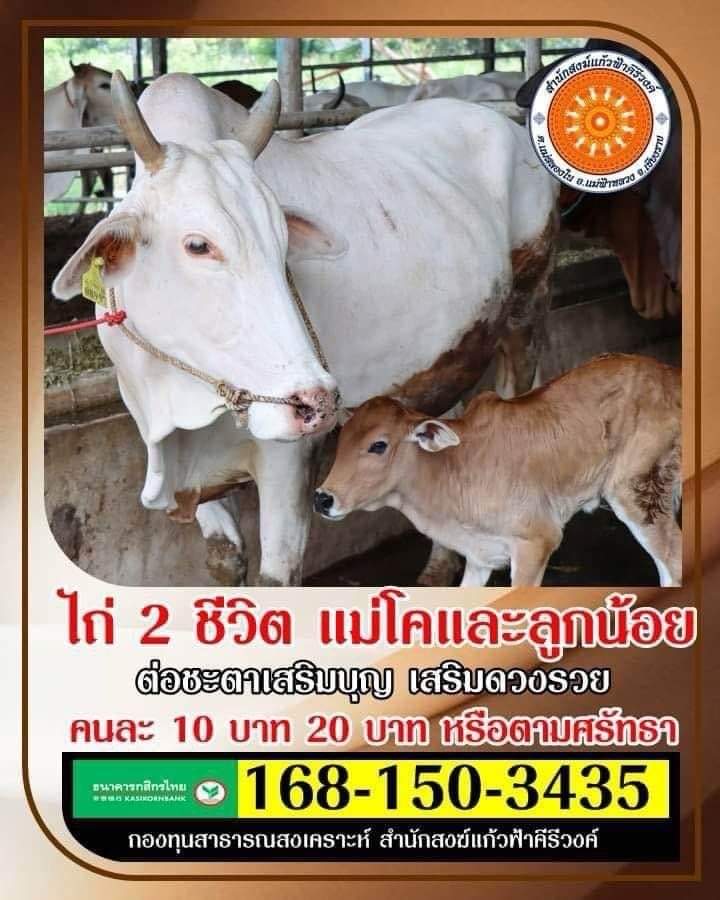 เชิญร่วมบุญไถ่ชีวิตแม่โคและลูกน้อย ณ โรงฆ่าสัตว์ เพื่อนำไปให้แก่เกษตรกร วันที่ 28 ตุลาคม 2567 

ปัจจัยที่ต้องใช้ไถ่อยู่ที่ 35,000 บาทตอนนี้ยังขาดปัจจัยอยู่อีกจำนวนมาก

ร่วมบุญได้ที่
ธ.กสิกรไทย 
1681503435
กองทุนเพื่อการสาธารณสงเคราะห์ สำนักสงฆ์แก้วฟ้าคีรีวงค์