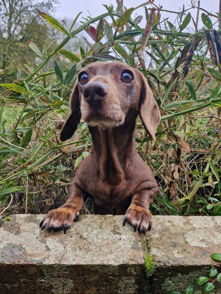 Help me over this wall please human! 💜 I got stuck in the flowerbed after digging for a mouse! 🤣