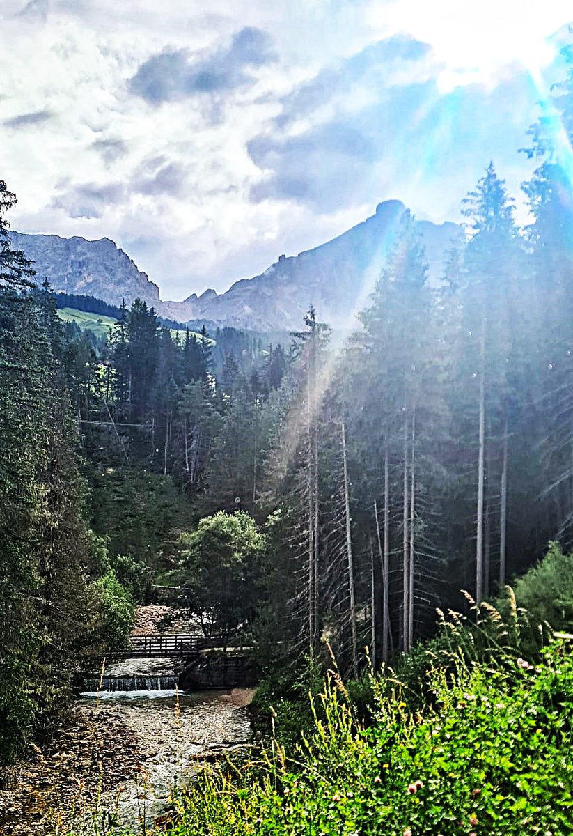 Have you ever thought of doing something good for yourself today? Breathe oxygen-rich and germ-free air, fill your body again with the body's own killer cells through terpenes, relax and lower your blood pressure,  then go to the FOREST, any doctor will confirm this.💚☘️🌿🌱🌲🌳