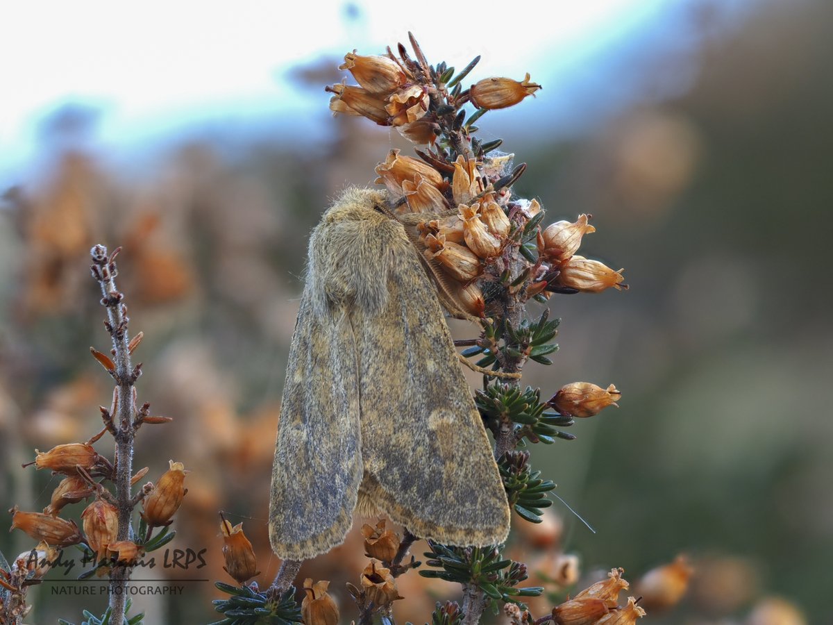 AndymarquisH's tweet photo. A few #moths from the cliff trap in #Guernsey last night, things I don't see so much at home.
Star moths were 4 x Brindled Ochre, 12 x Feathered Brindle, Mallow, 6 Scarce Bordered Straw and 27 Radford's Flame Shoulder. The only micro was Rusty Dot which is a shame. https://t.co/L7SfYM2ygF